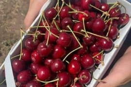 Cherry Picking Places in Norwalk Connecticut