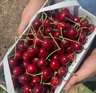 Cherry Picking Places in Norwalk Connecticut