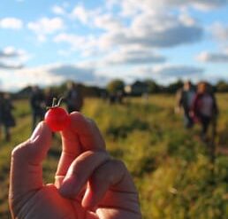 Cherry Picking Places in Schaumburg Illinois