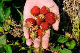 Cherry Picking Places in St. Paul Minnesota