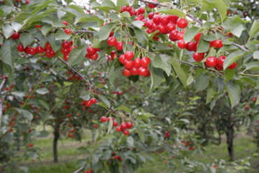 Cherry Picking Places in Tampines