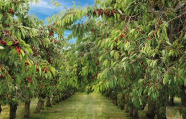 Cherry Picking Places in Thornton Colorado