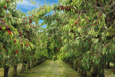 Cherry Picking Places in Thornton Colorado