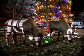 Christmas Lights in Greeley Colorado