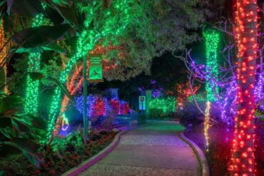 Christmas Lights in Tampa Florida