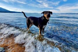 Dog Friendly Beaches in Albuquerque New Mexico