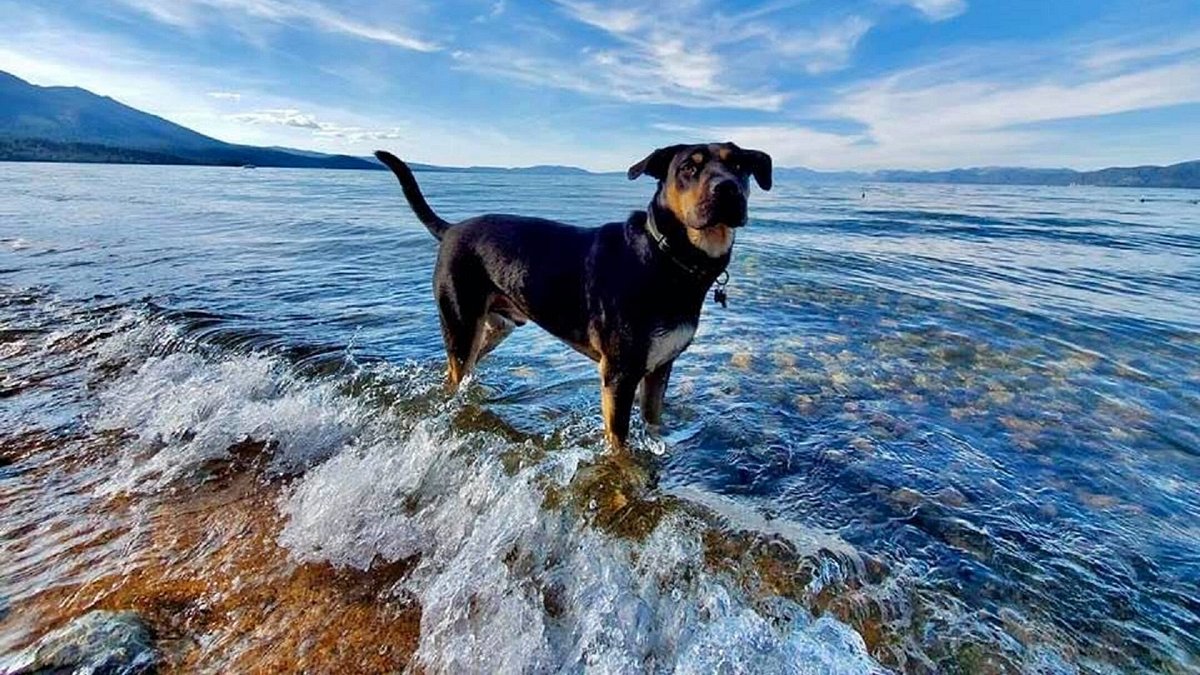 Dog Friendly Beaches in Albuquerque New Mexico