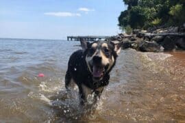 Dog Friendly Beaches in Baltimore Maryland