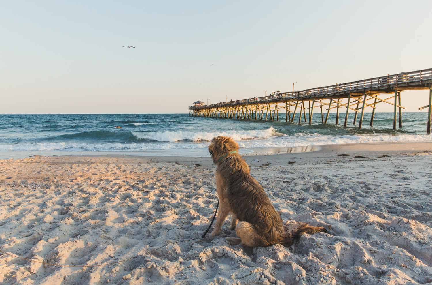 Dog Friendly Beaches in Buffalo New York