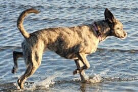 Dog Friendly Beaches in Centreville Virginia