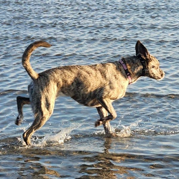 Discover the Best Dog Friendly Beaches in Centreville Virginia