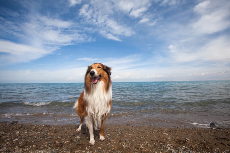 Dog Friendly Beaches in Cheektowaga New York