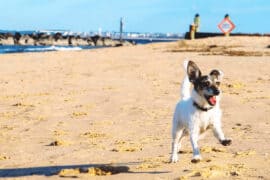 Dog Friendly Beaches in Chesapeake Virginia