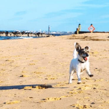 Dog Friendly Beaches in Chesapeake Virginia