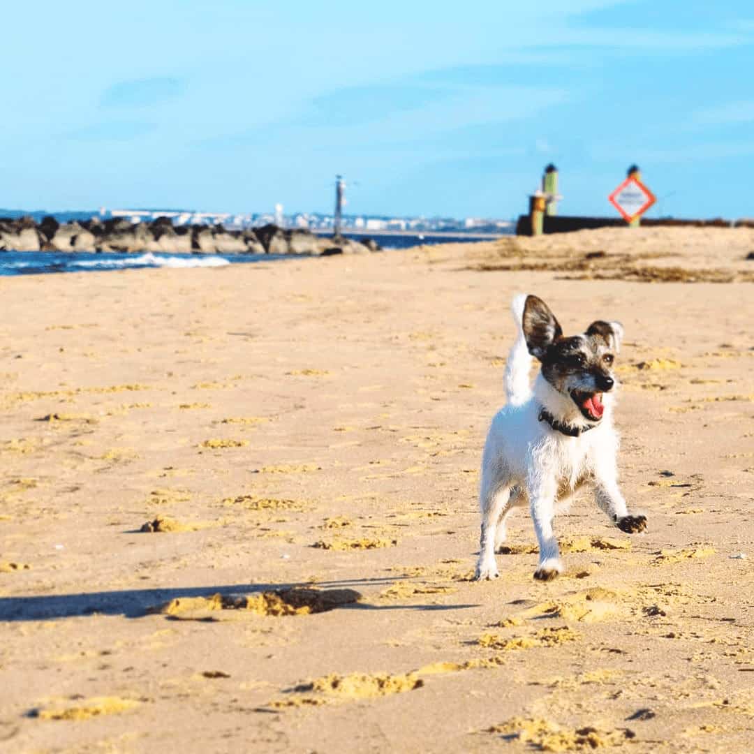 Dog Friendly Beaches in Chesapeake Virginia