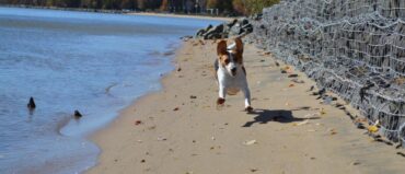 Dog Friendly Beaches in Dale City Virginia