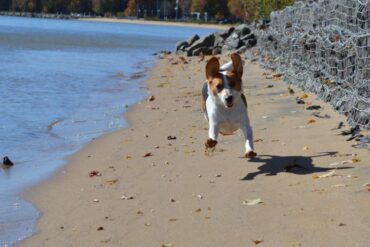 Dog Friendly Beaches in Dale City Virginia