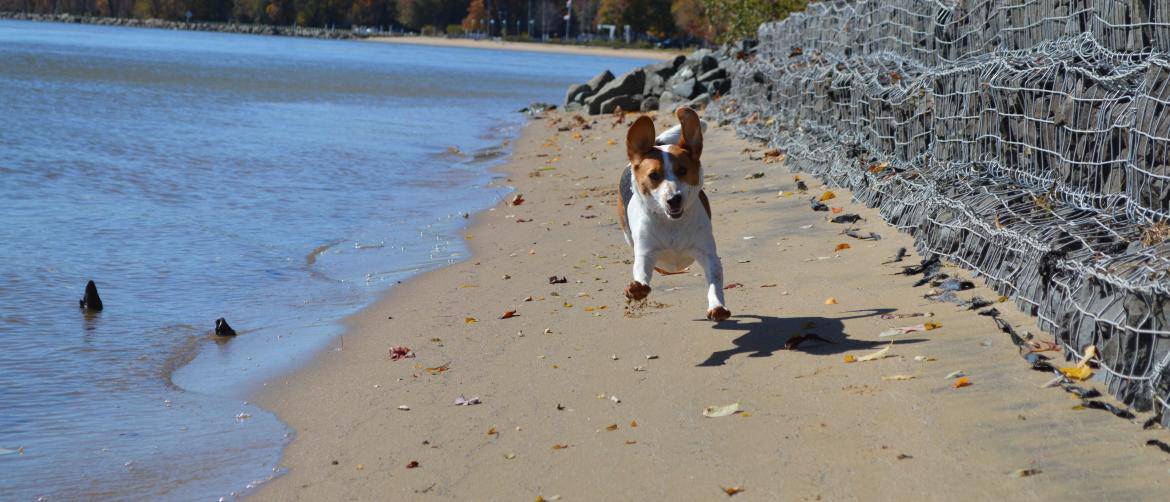 Discover Dog Friendly Beaches in Dale City Virginia