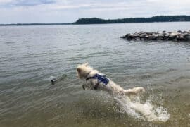 Dog Friendly Beaches in Frederick Maryland