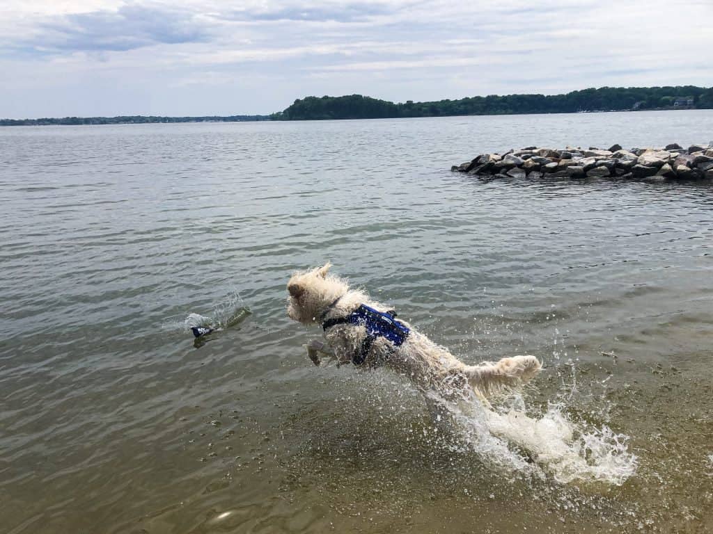 Dog Friendly Beaches in Frederick Maryland