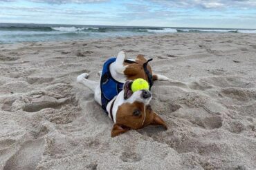 Dog Friendly Beaches in Germantown Maryland