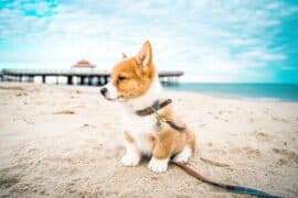 Dog Friendly Beaches in Hampton Virginia