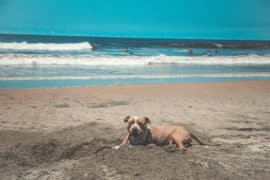 Dog Friendly Beaches in Roanoke Virginia