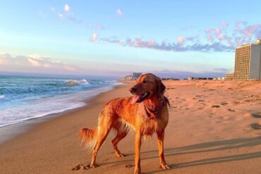 Dog Friendly Beaches in Virginia Beach Virginia