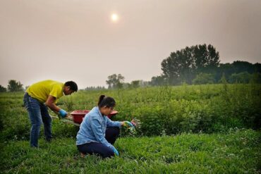 Family Farm Stays in Blaine Minnesota