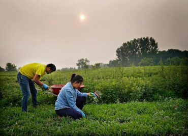 Family Farm Stays in Blaine Minnesota