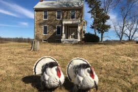 Family Farm Stays in Columbia Maryland