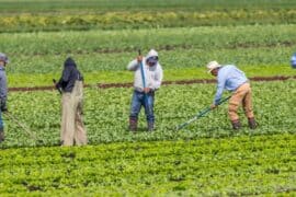 Family Farm Stays in Deltona Florida