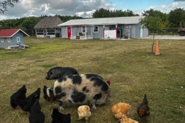 Family Farm Stays in Homestead Florida