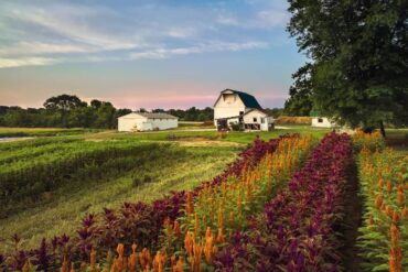 Family Farm Stays in Indianapolis Indiana