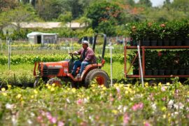 Family Farm Stays in Miami Gardens Florida