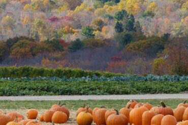 Family Farm Stays in New Britain Connecticut