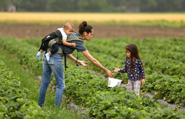 Family Farm Stays in Newport News Virginia