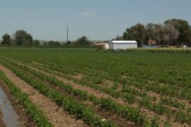 Family Farm Stays in Pueblo Colorado