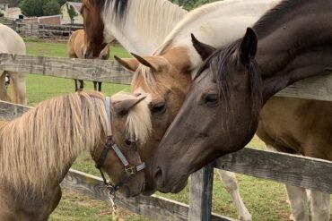 Family Farm Stays in Riverview Florida