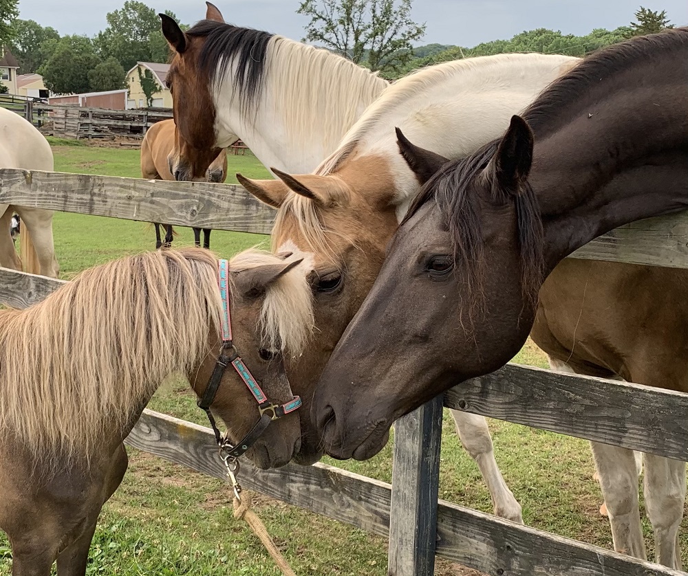 Family Farm Stays in Riverview Florida