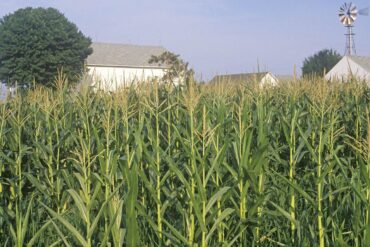 Family Farm Stays in South Bend Indiana