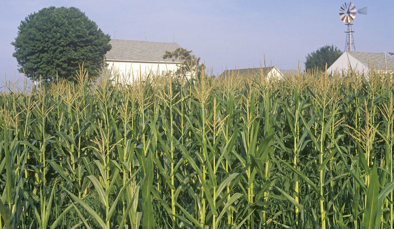 Family Farm Stays in South Bend Indiana