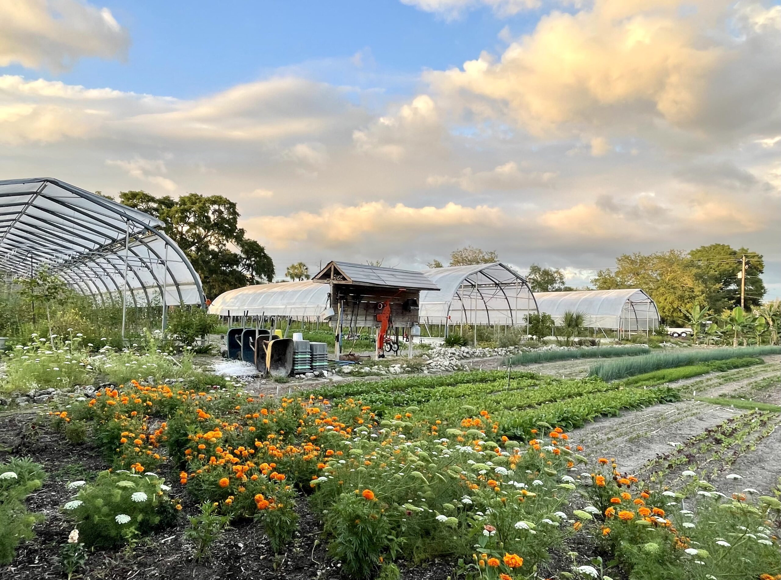 Family Farm Stays in Tampa Florida