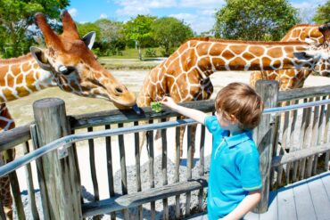 Free Attractions for Toddlers in Weston Florida