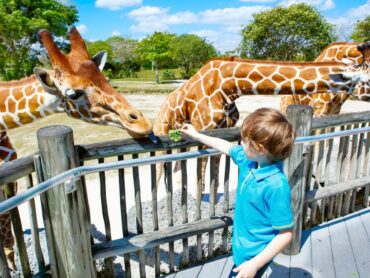 Free Attractions for Toddlers in Weston Florida