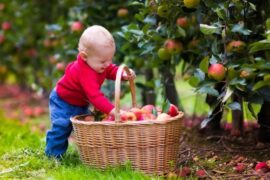 Fruit Picking for Kids in Aurora Illinois