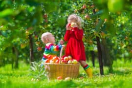 Fruit Picking for Kids in Baltimore Maryland