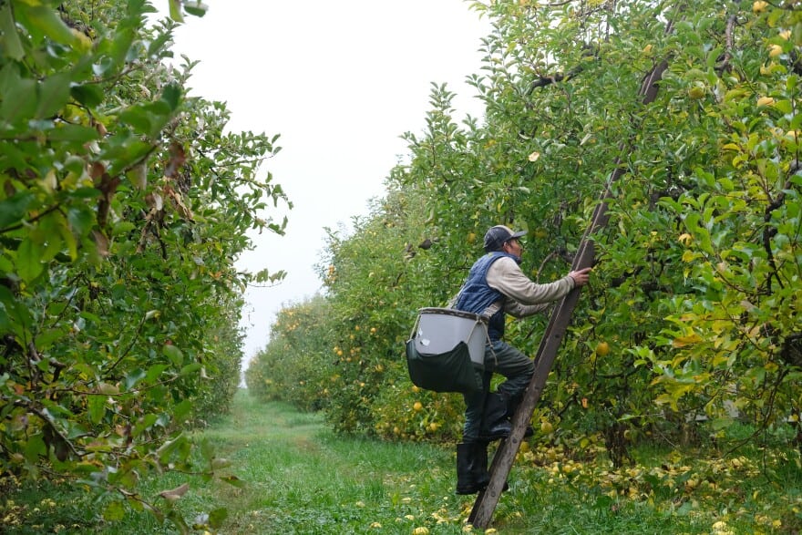 Fruit Picking for Kids in Bethesda Maryland