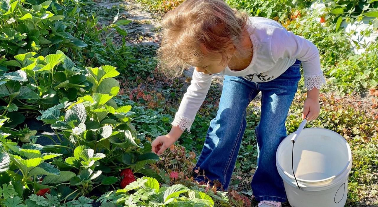 Fruit Picking for Kids in Billings Montana