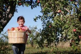 Fruit Picking for Kids in Bloomington Illinois